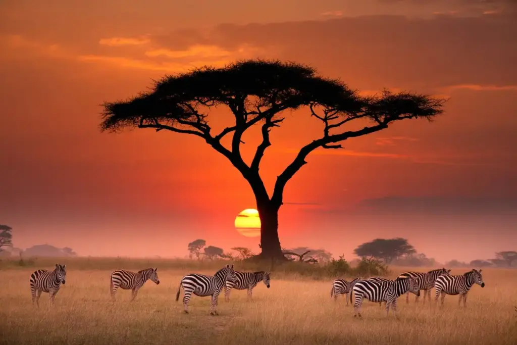Safari Africano